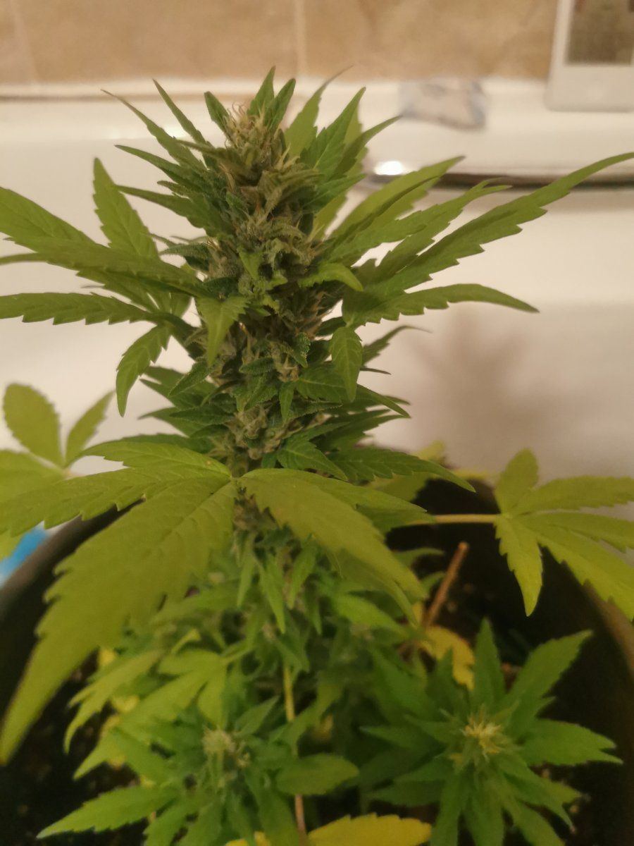 Help yellow leaves on autos 4
