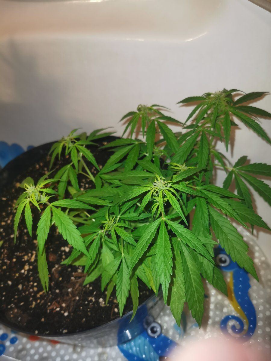 Help yellow leaves on autos 5
