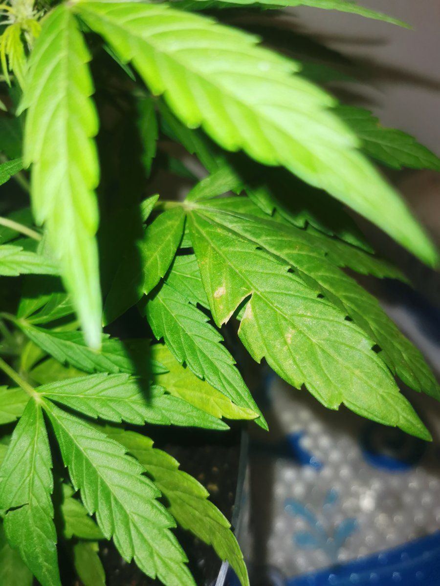 Help yellow leaves on autos