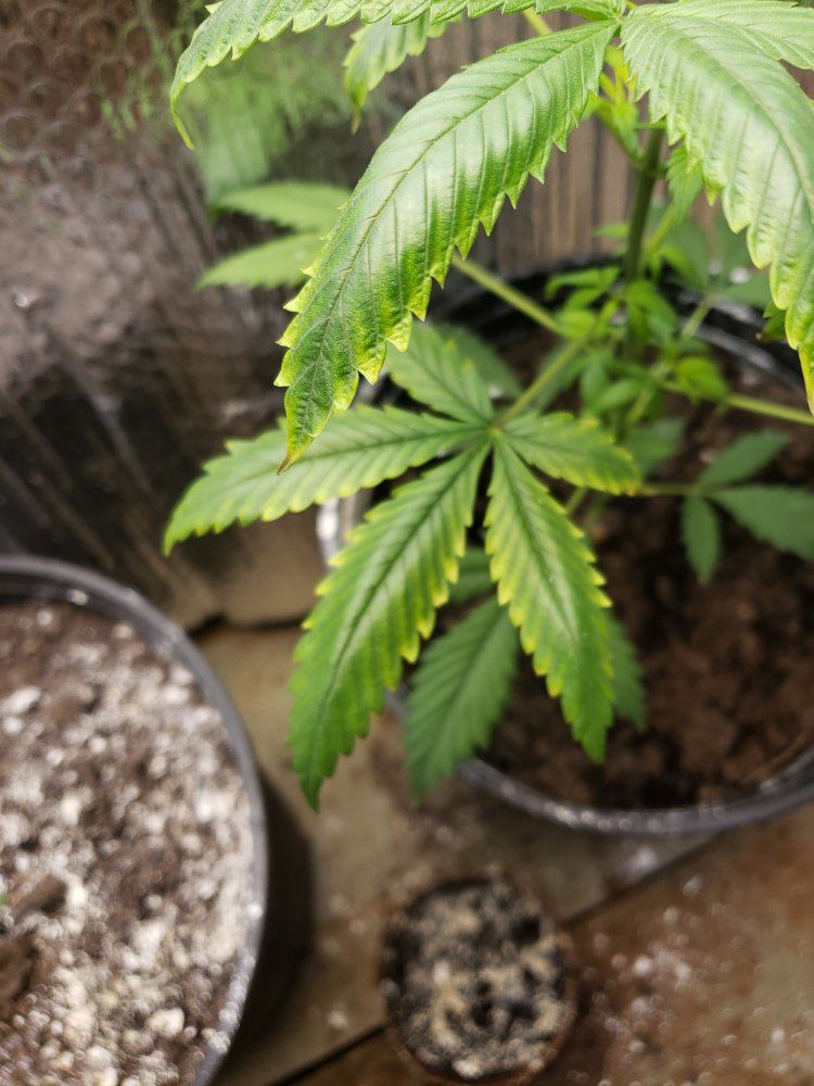 Help yellowstripes tips on leaves