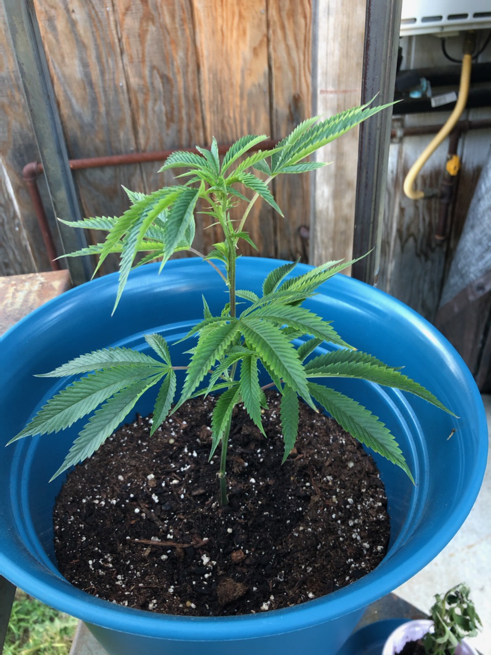 Help young plant not doing well 2