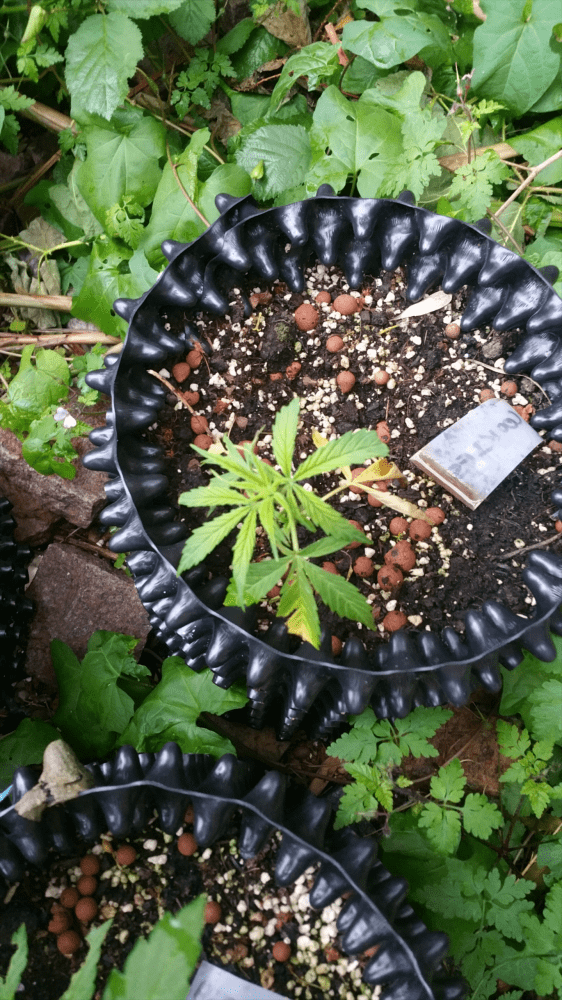 Helpcolorado cookie not growing and yellow leafs 2