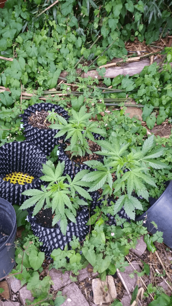 Helpcolorado cookie not growing and yellow leafs 3
