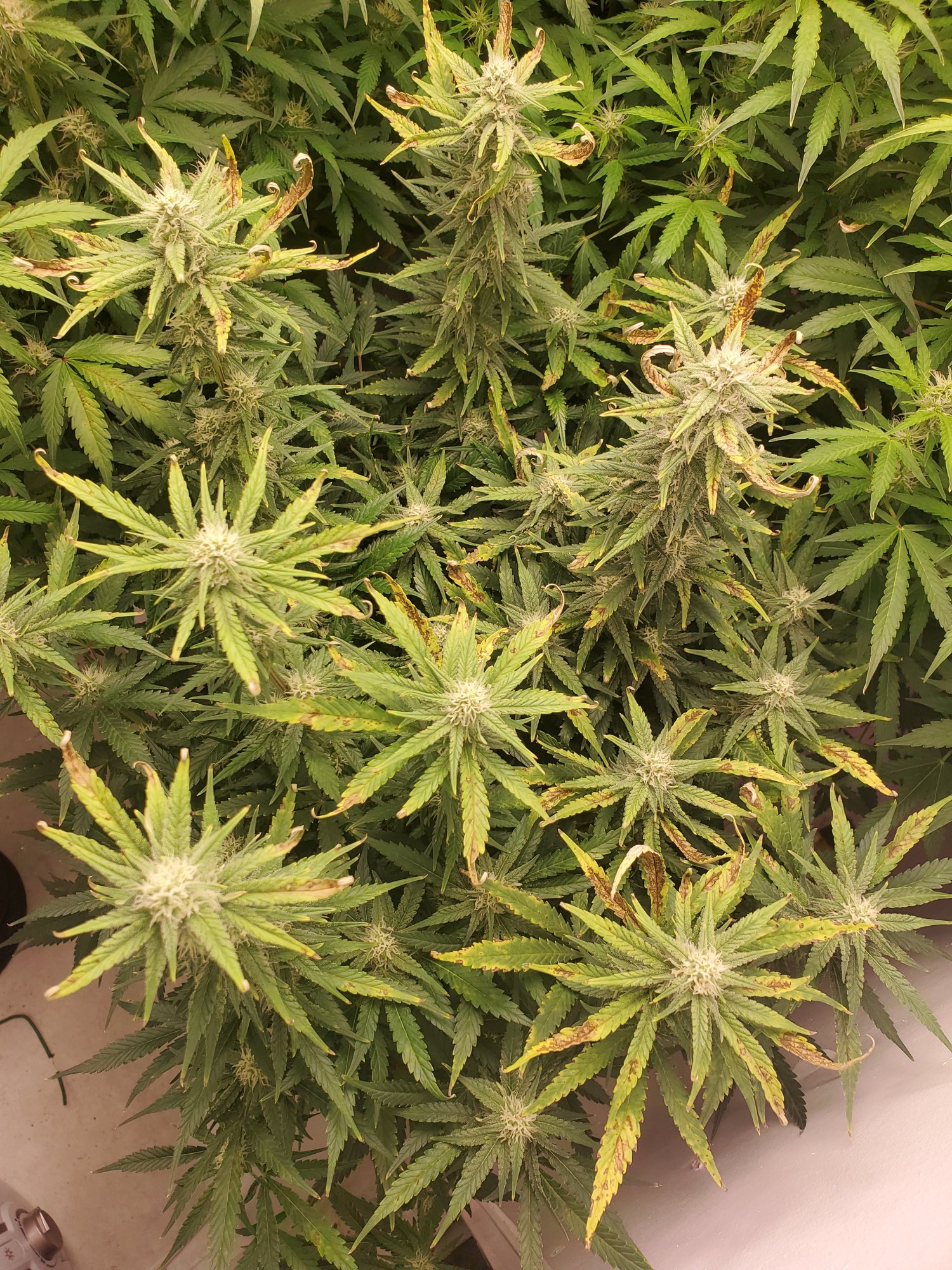 Helphas anyone seen this deficiency maybe 2