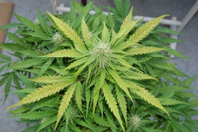 Helpis this manganese deficiency or lockout or am i totally wrong