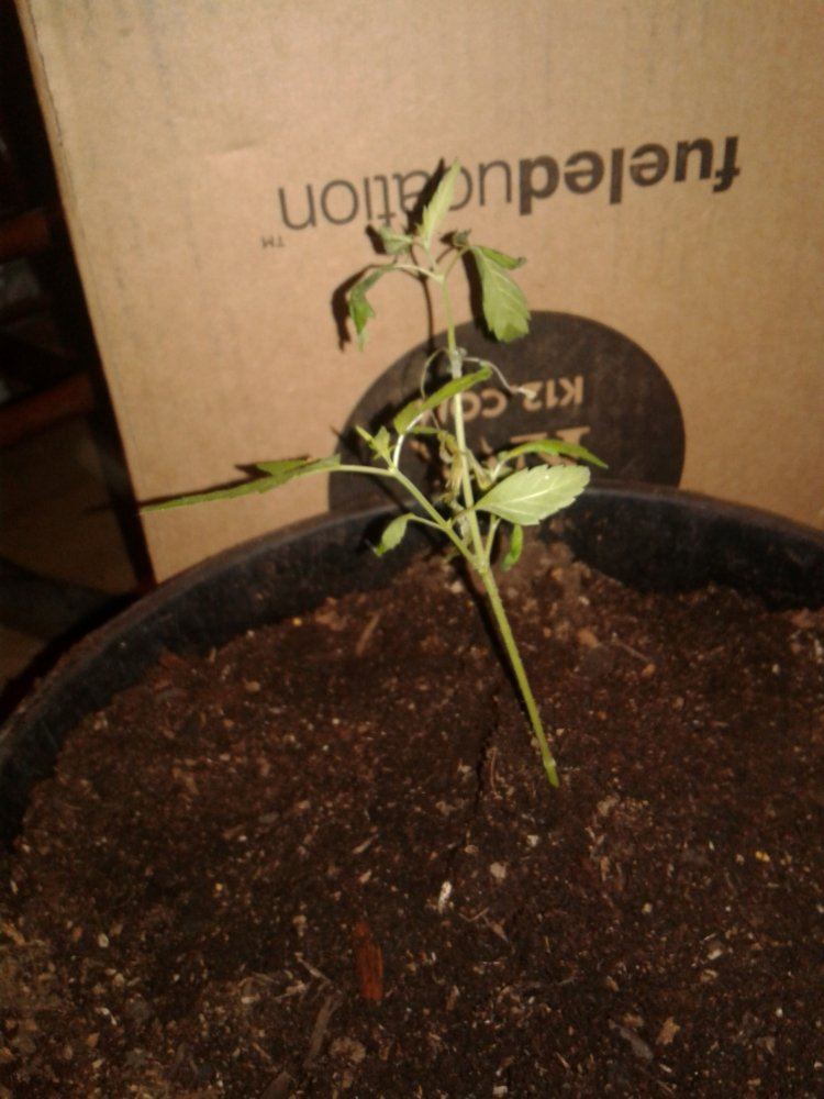 Helpits my 1st time growing and my baby doesnt look well 2