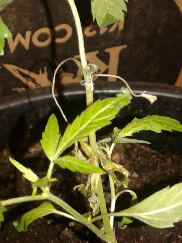 Helpits my 1st time growing and my baby doesnt look well