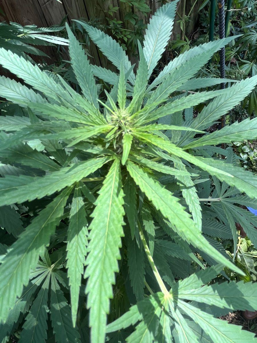 Helpsomething is ruining my plants 3