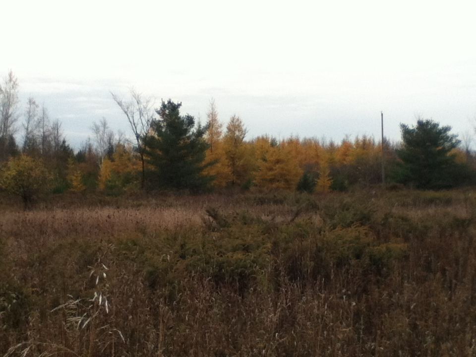Hemlock 2
