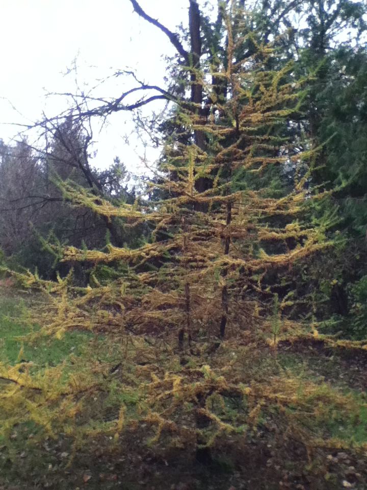Hemlock 5