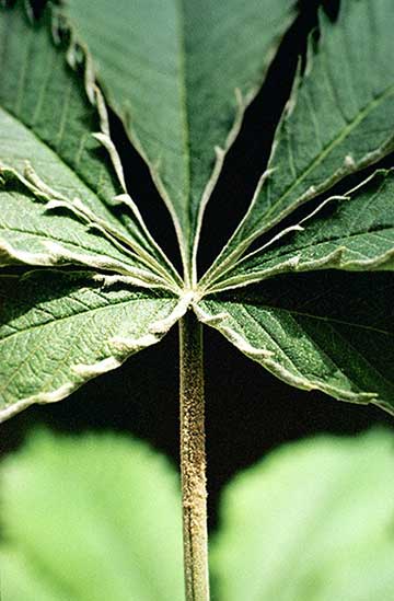Hemp russet mites on marijuana leaf 1