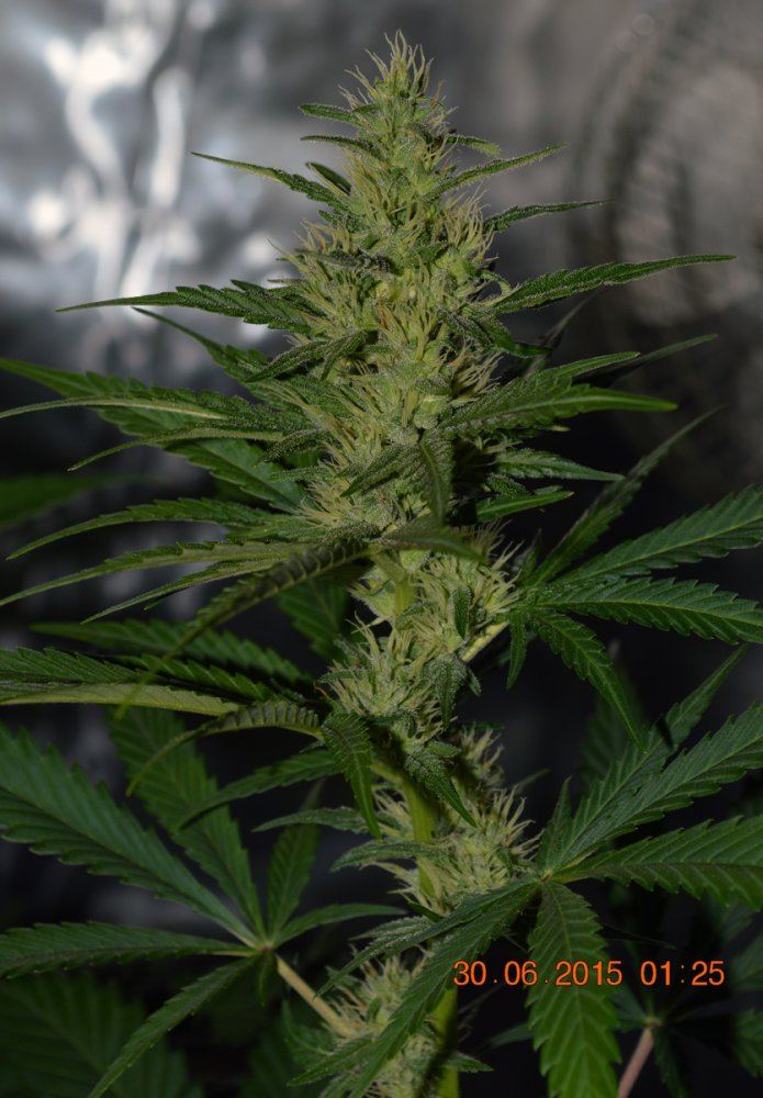 Hempcola