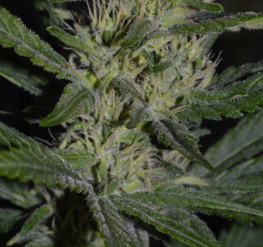 Hempfrost2