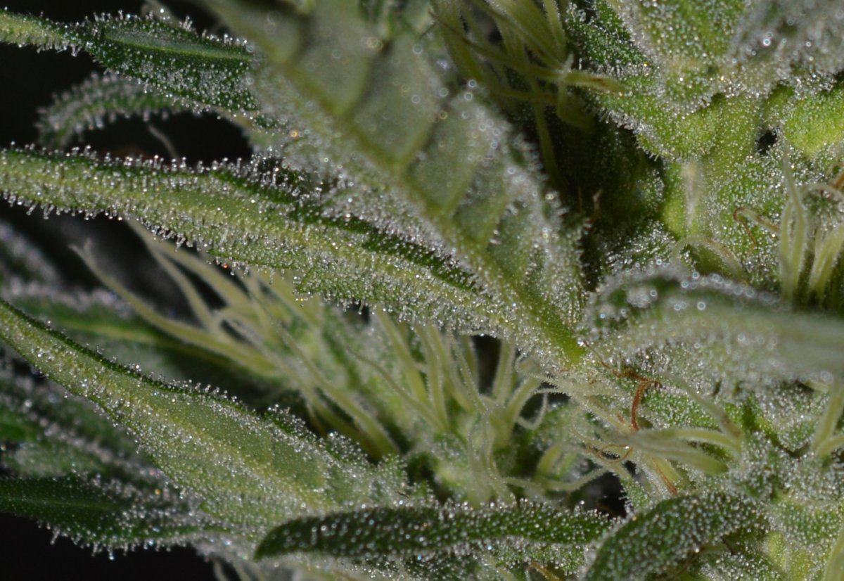 Hempfrost2