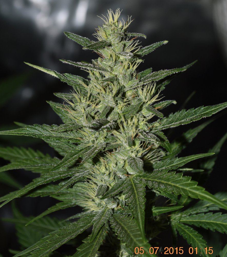 Hempfrost3