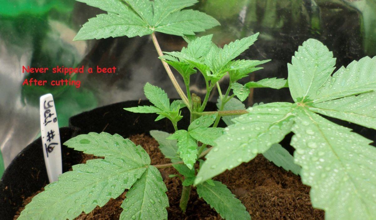 HempyCutting2