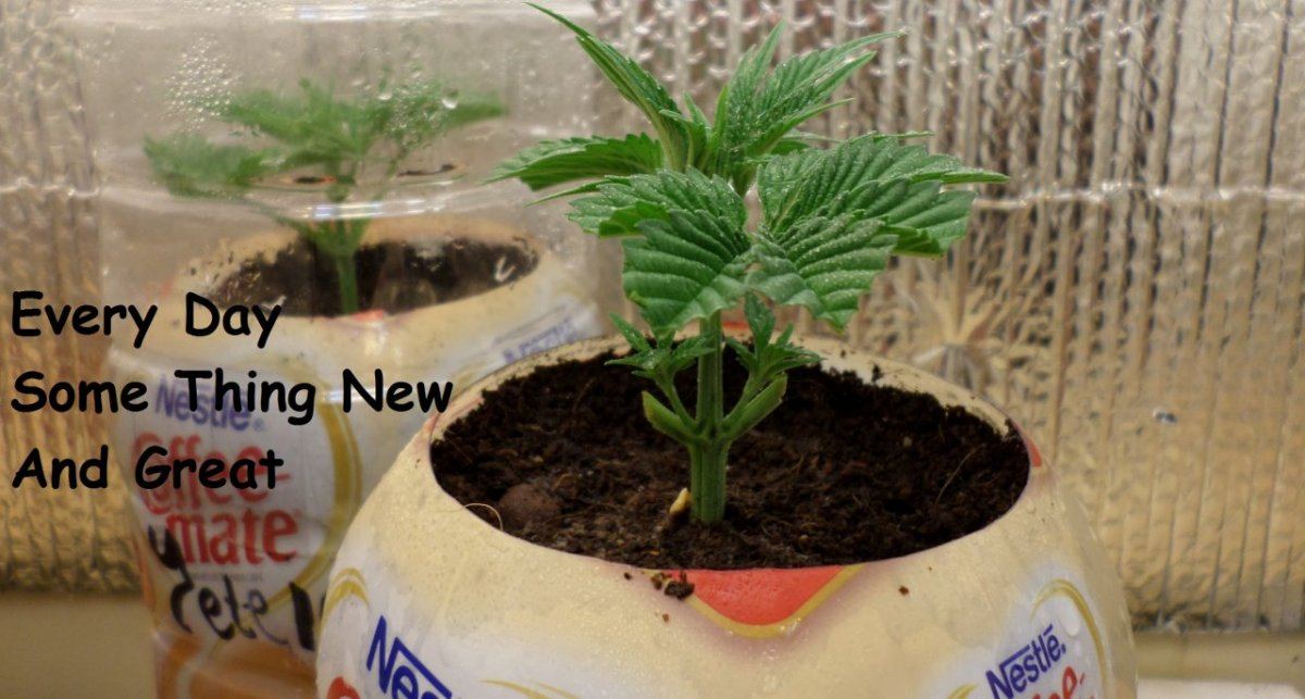 HempyCutting4