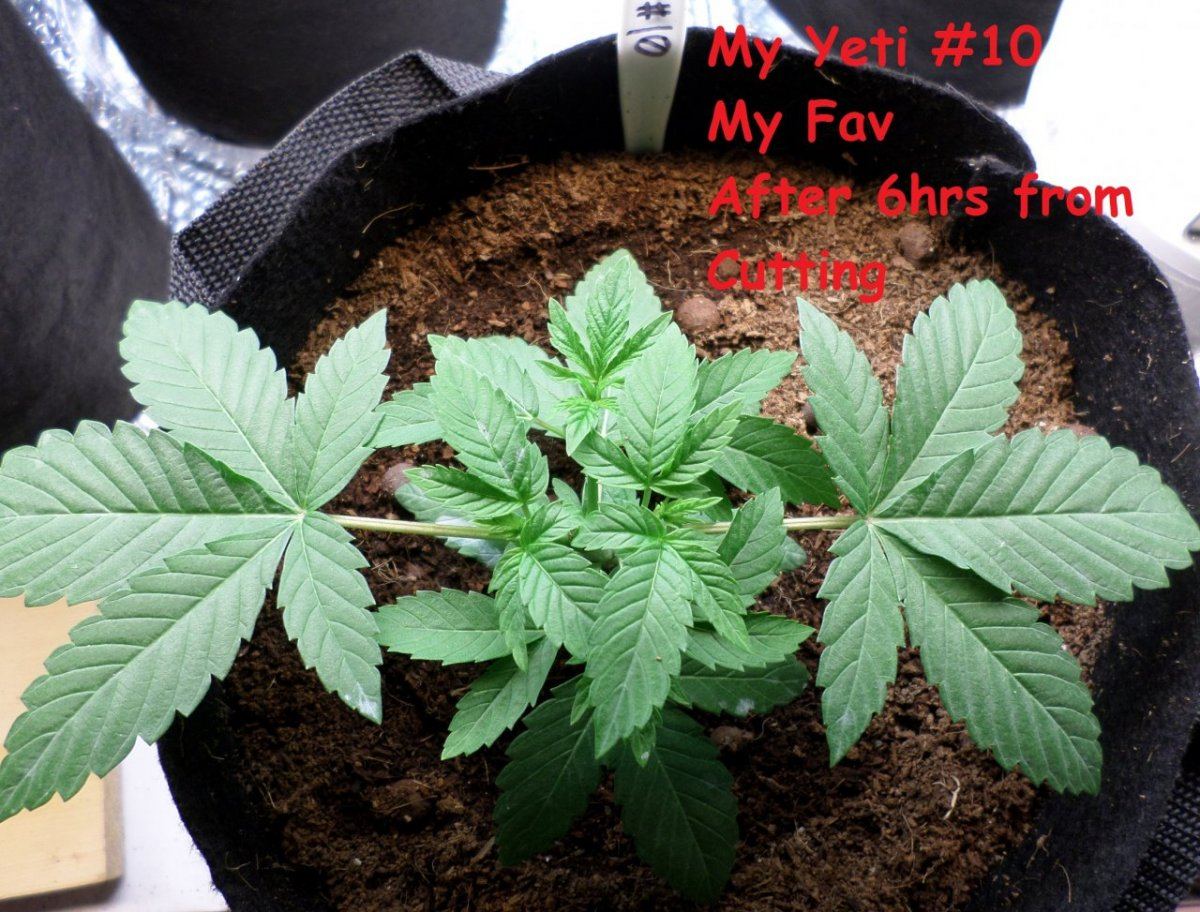HempyCutting5