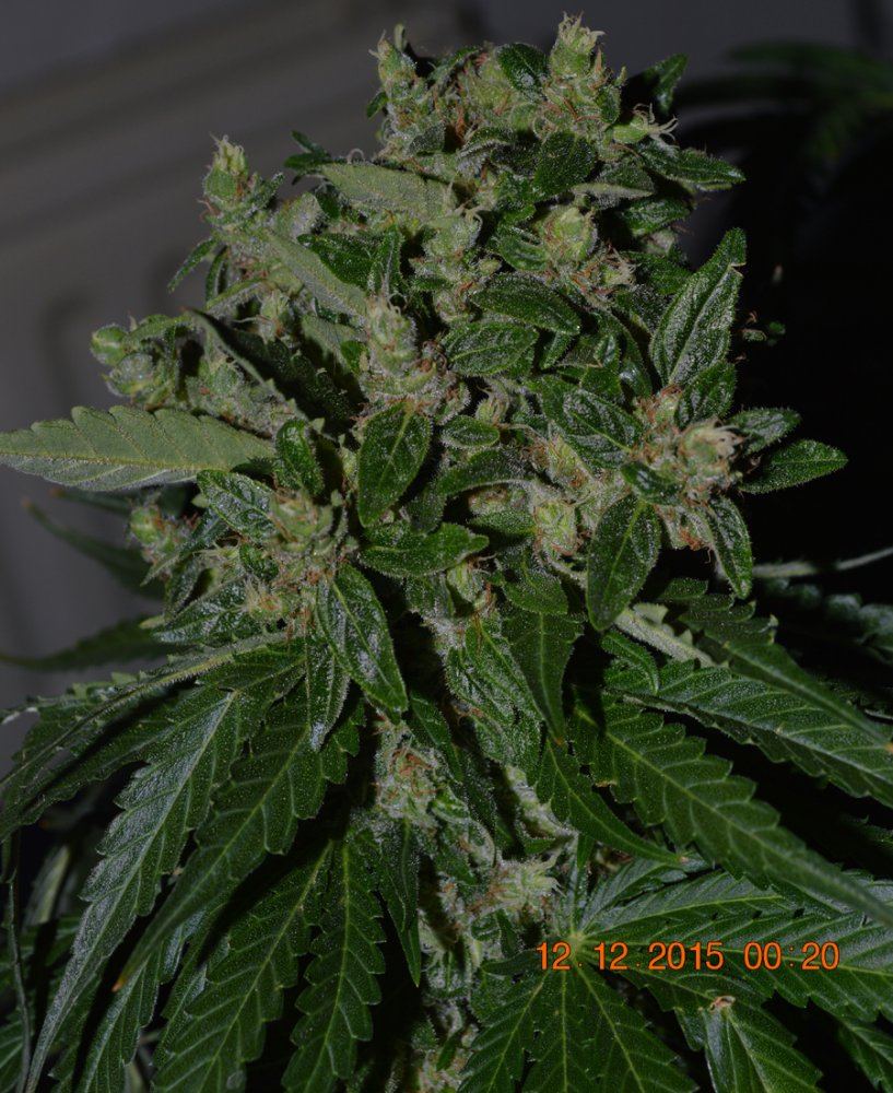 Hempydone