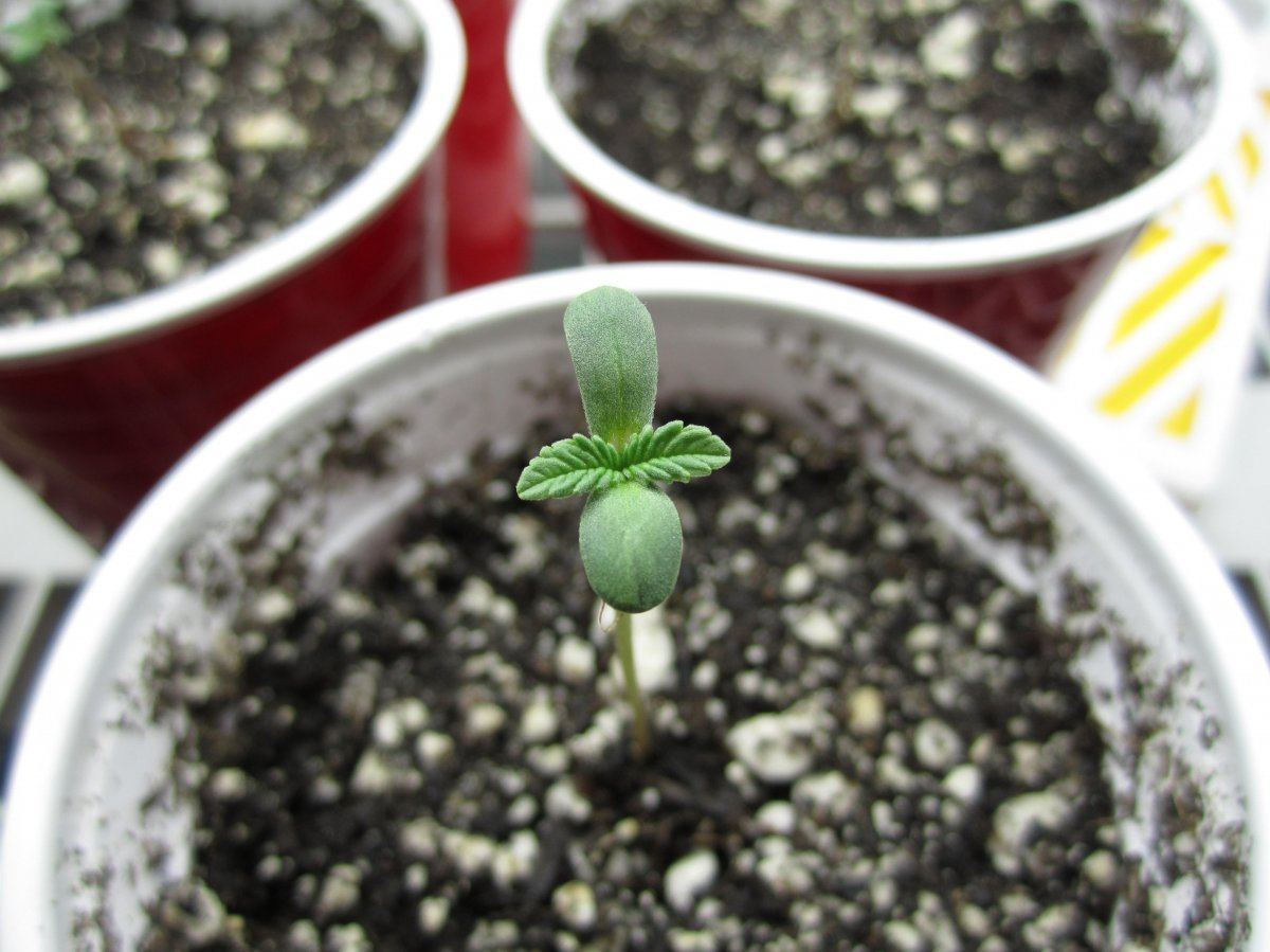 Herb 001