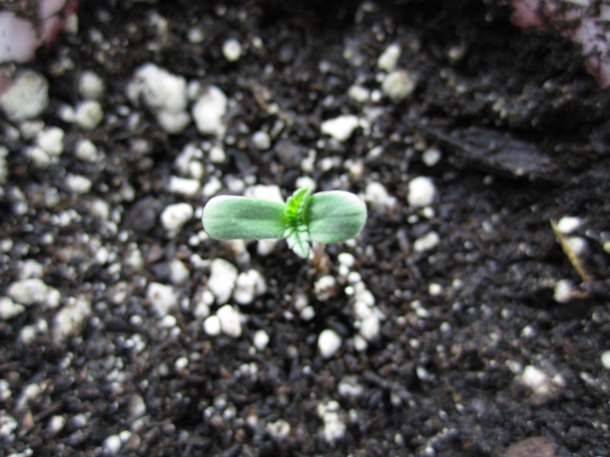 Herb 002