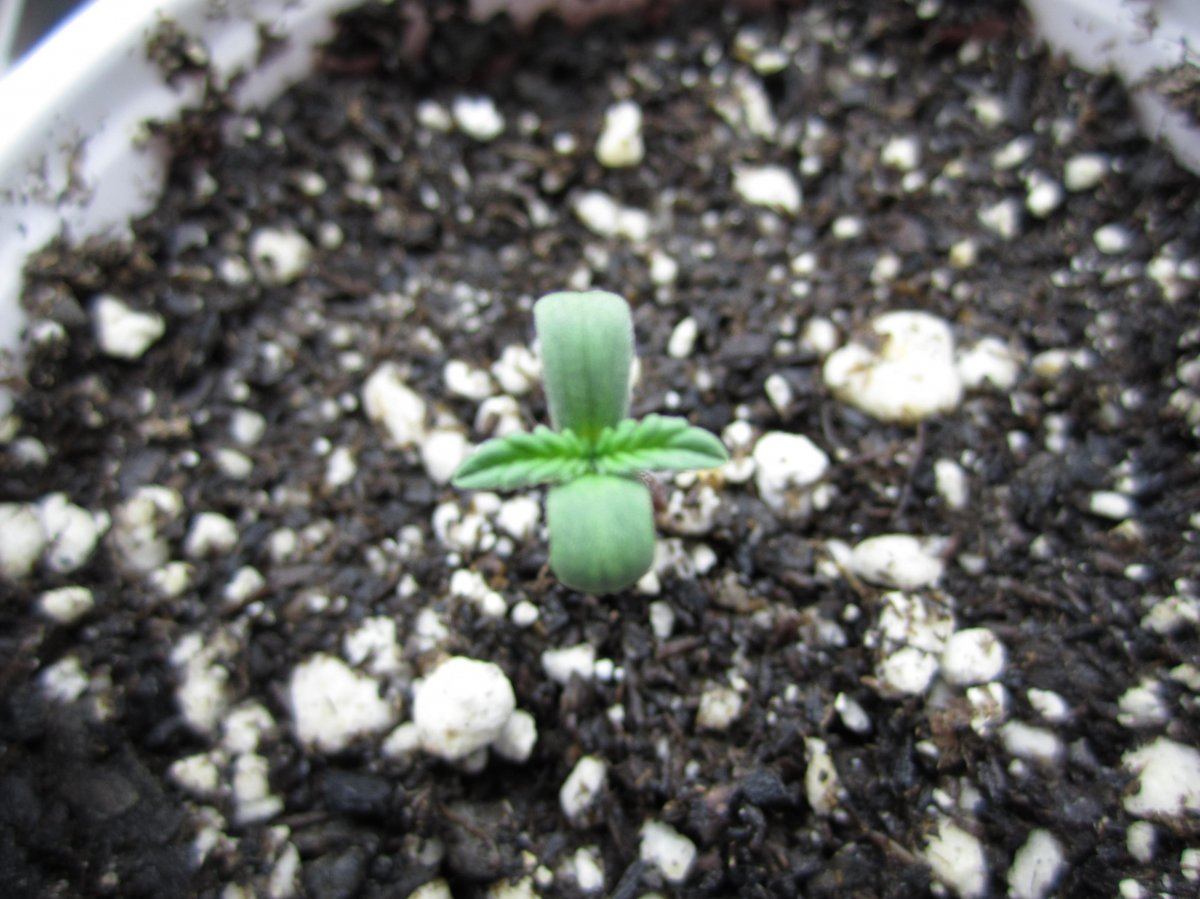 Herb 003