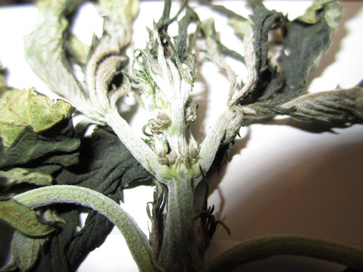 Herb 003