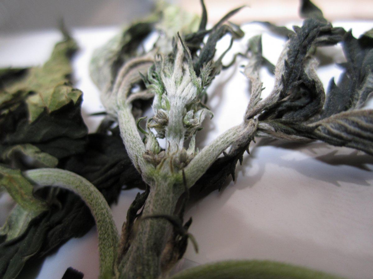 Herb 005