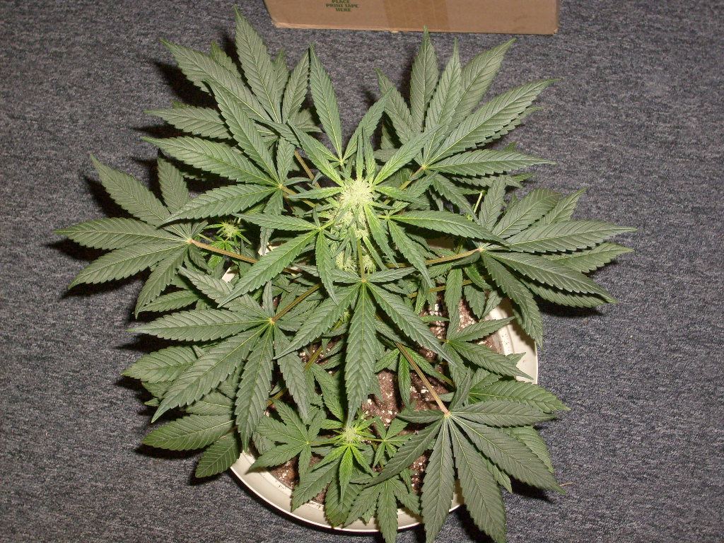 Herb 022