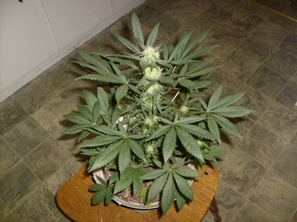 Herb 032