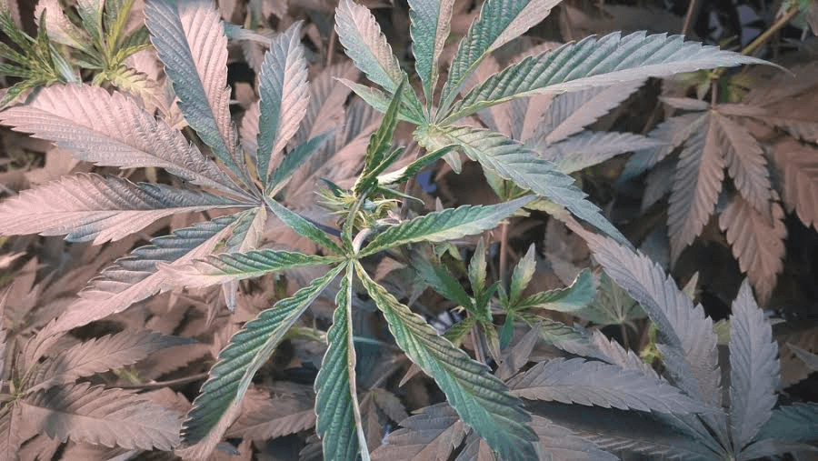 Herb