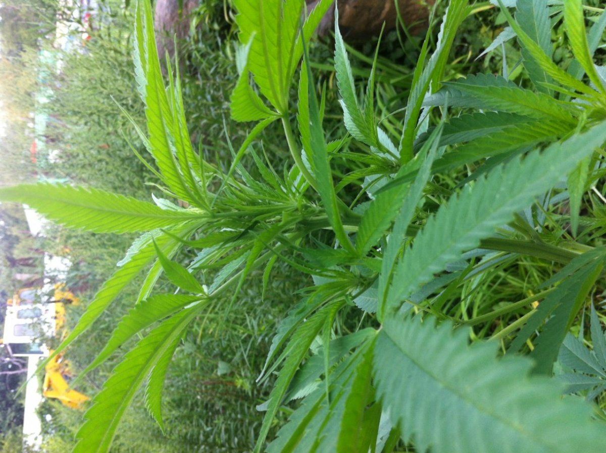 Herb2