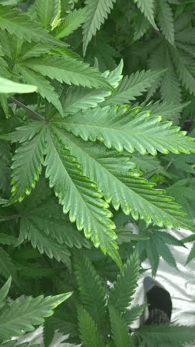 Herb2