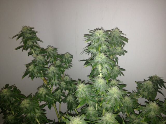 Herculeswk5