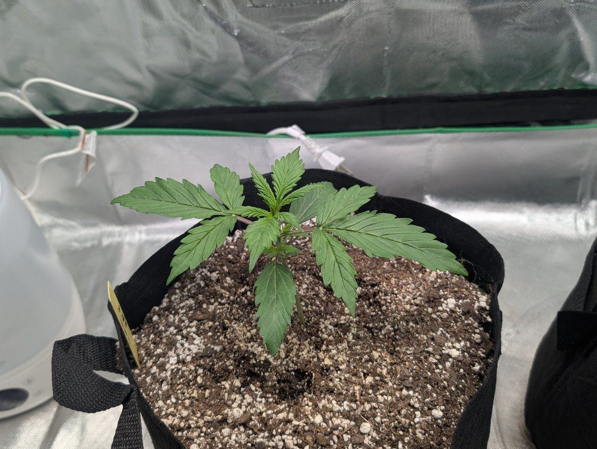 Here goes my second grow 2