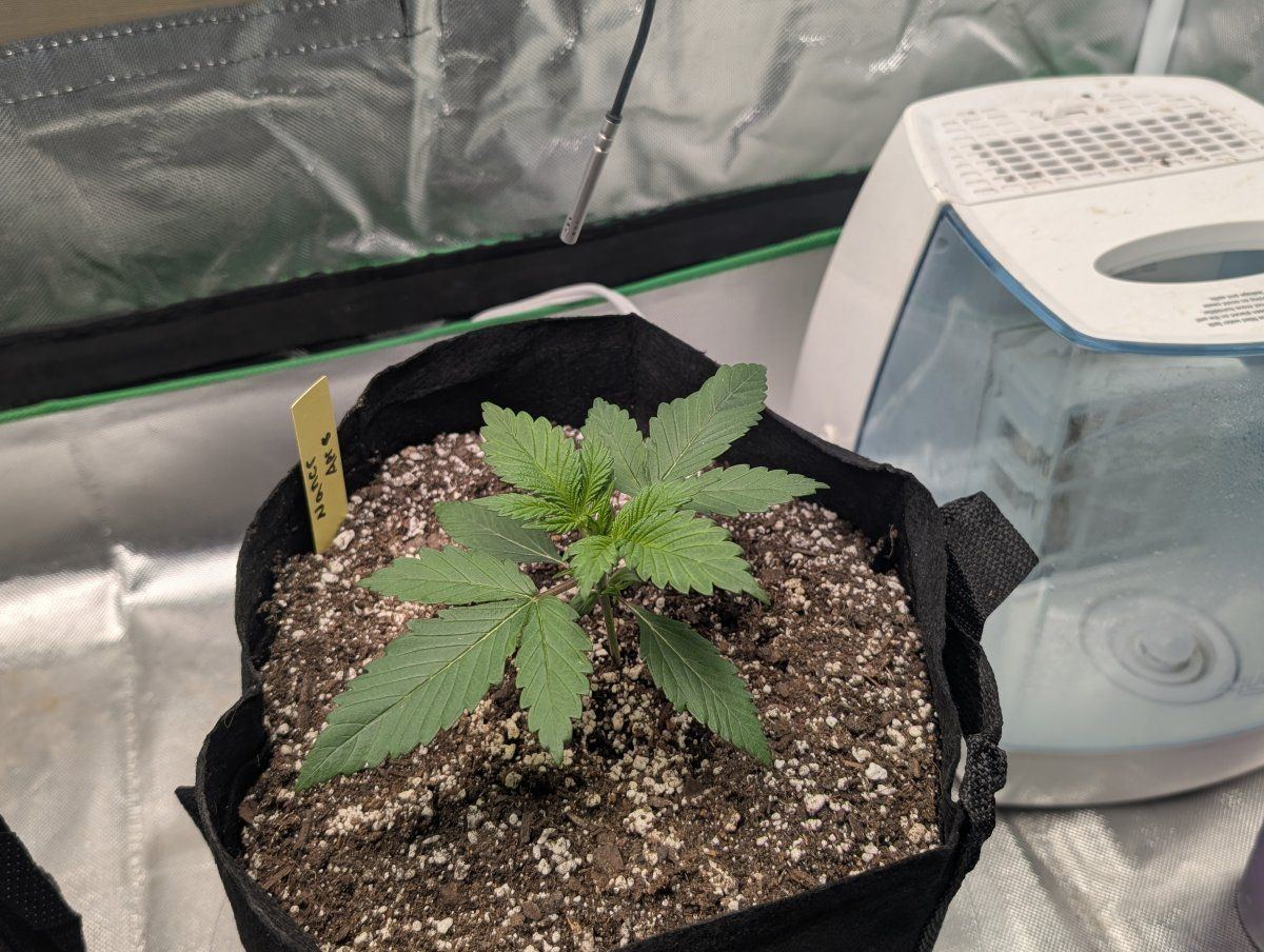 Here goes my second grow 3