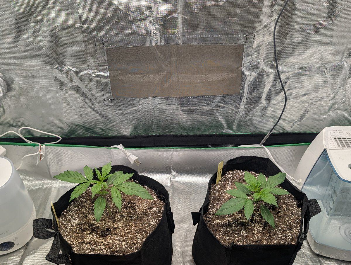 Here goes my second grow