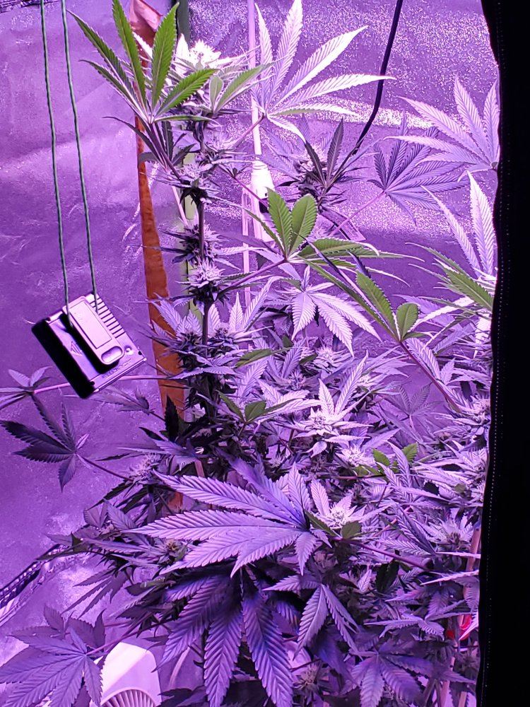 Here some pics 31 days in flower 3