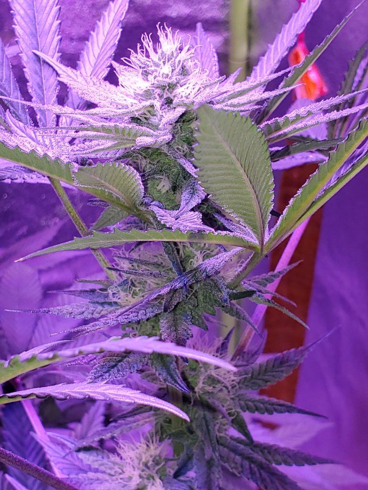Here some pics 31 days in flower 6