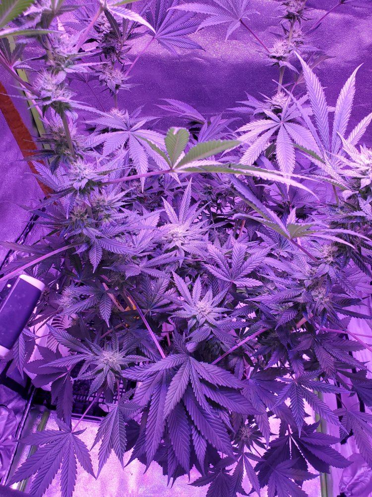 Here some pics 31 days in flower 7