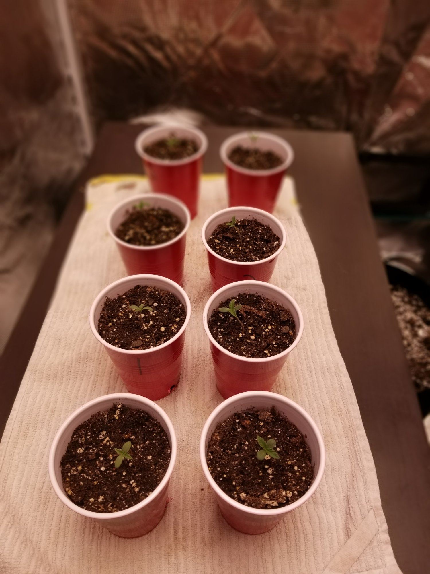 Here we grow 2