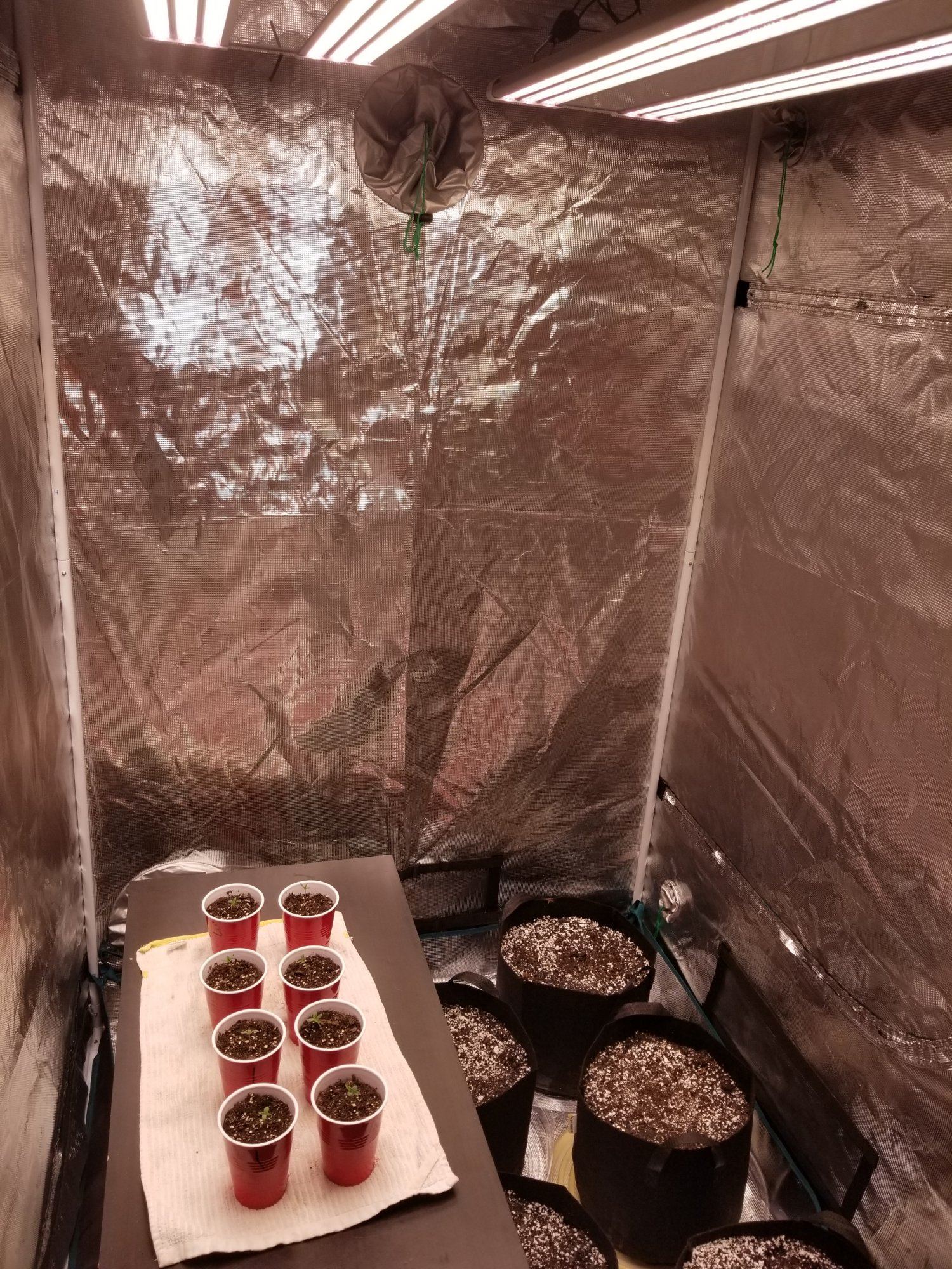 Here we grow
