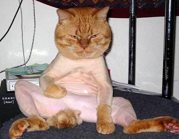 Herekitty