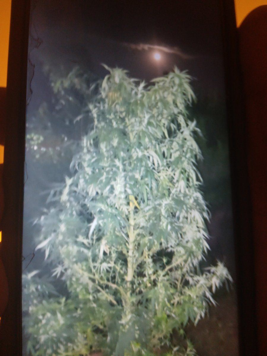 Heres my split cola plant with 27 main cola branches she had a total  of 257 branches loaded w 3