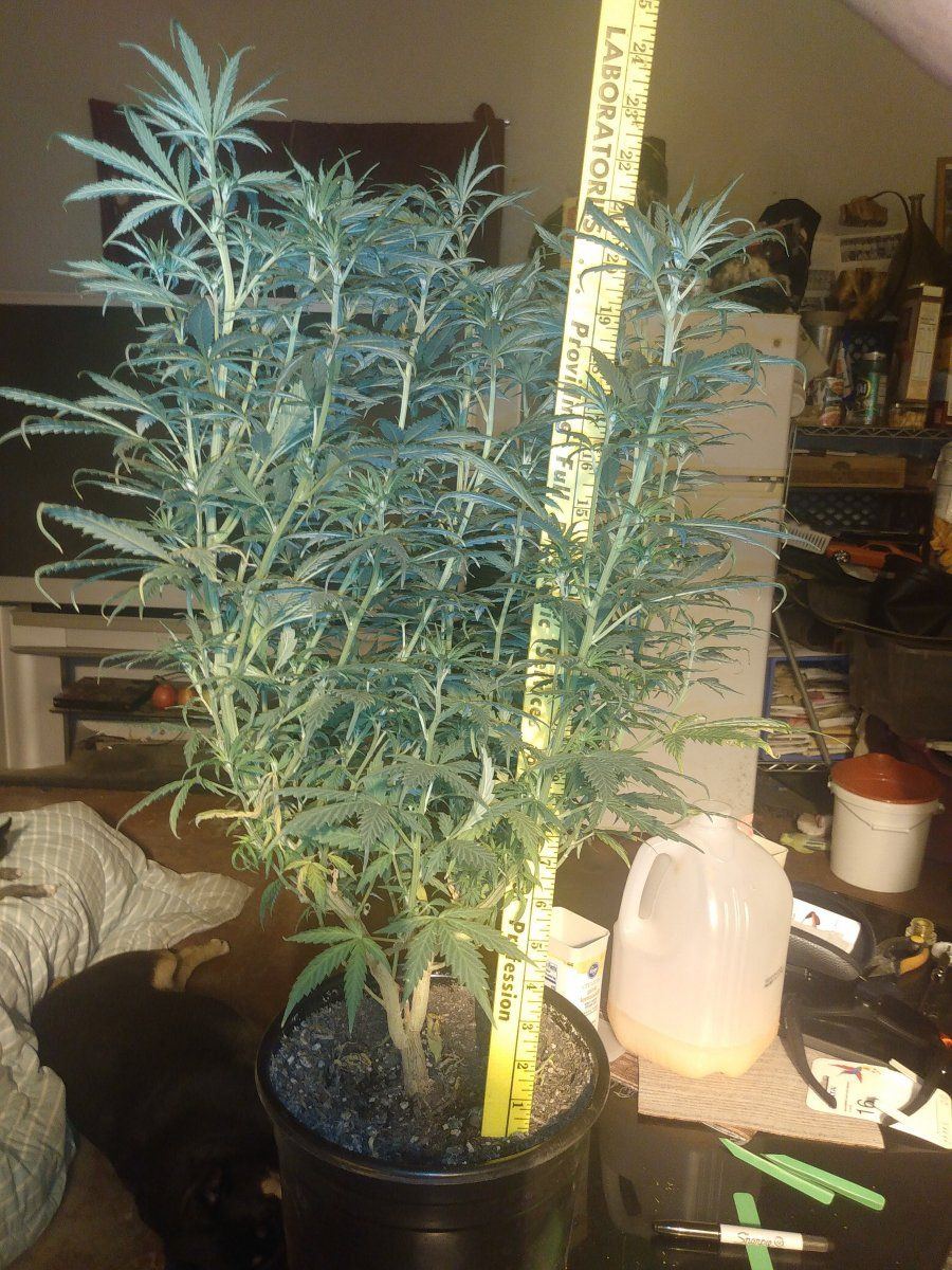 Heres my split cola plant with 27 main cola branches she had a total  of 257 branches loaded w
