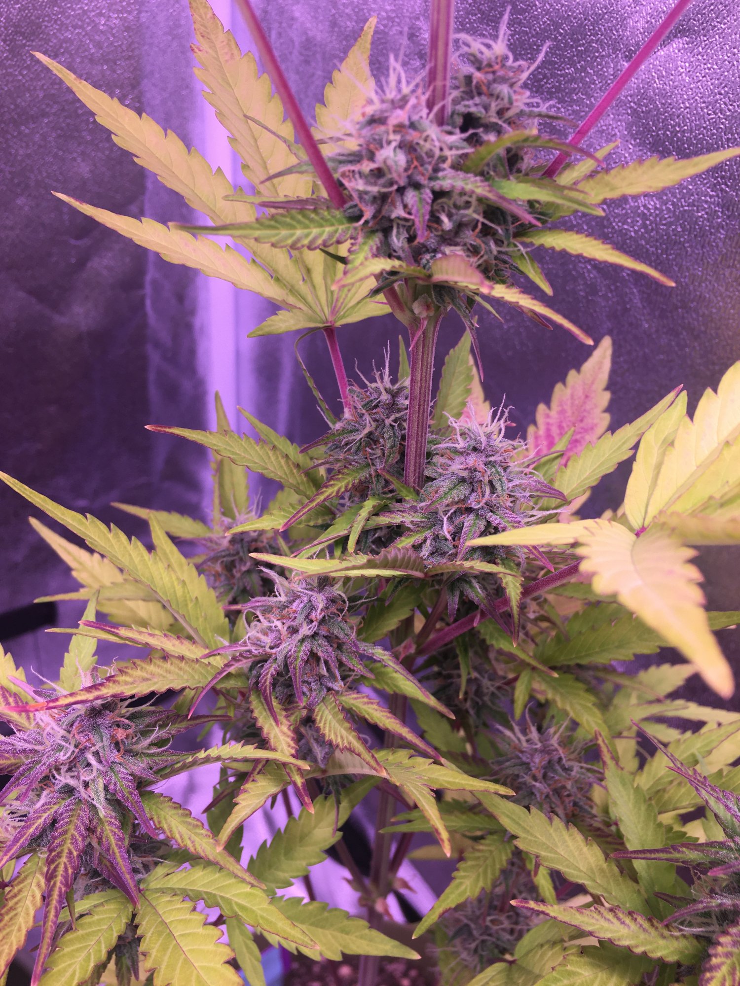 Heres some cream auto 4