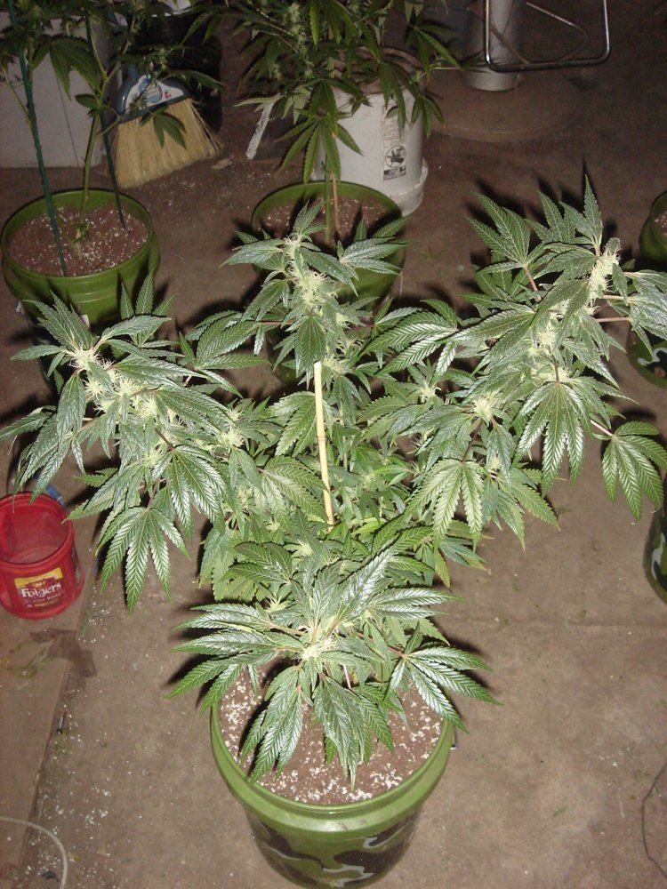 Heres what chucky is growing 12