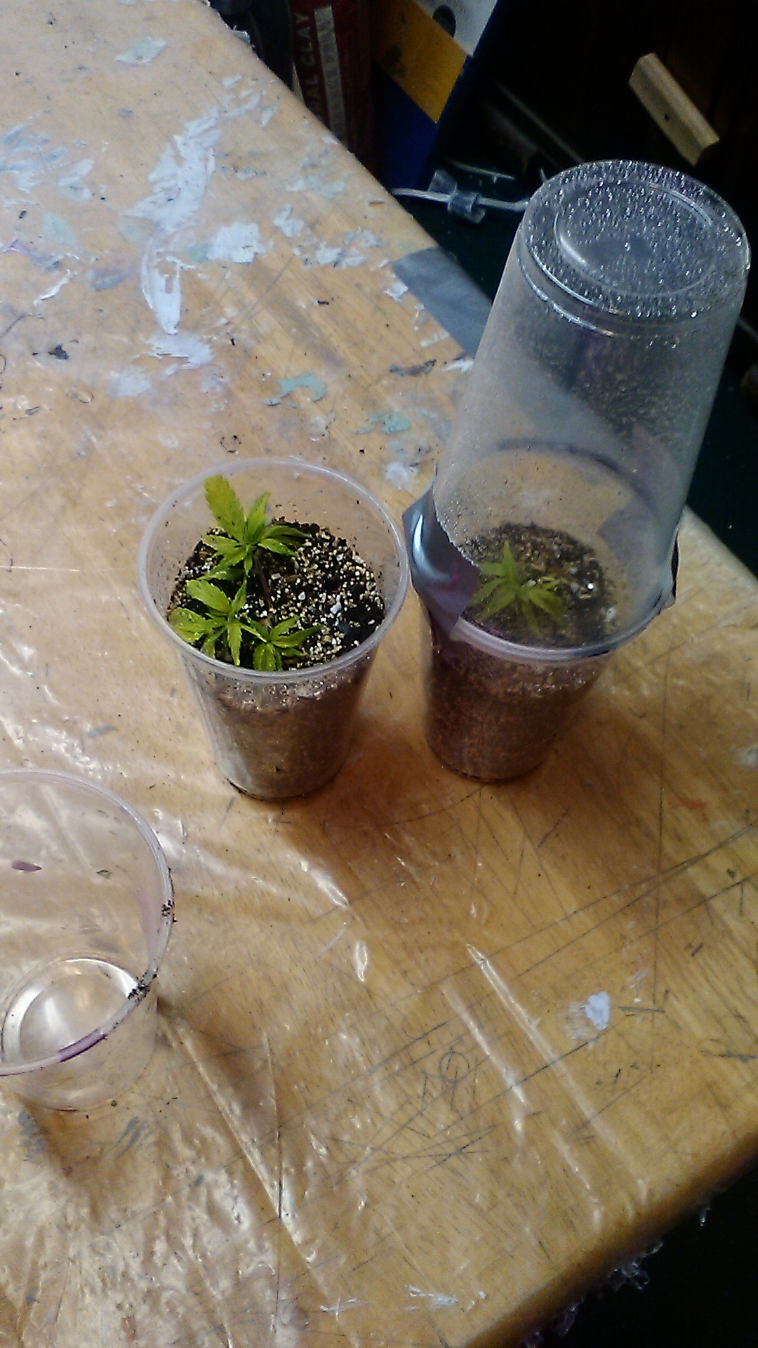 HerFirstClones