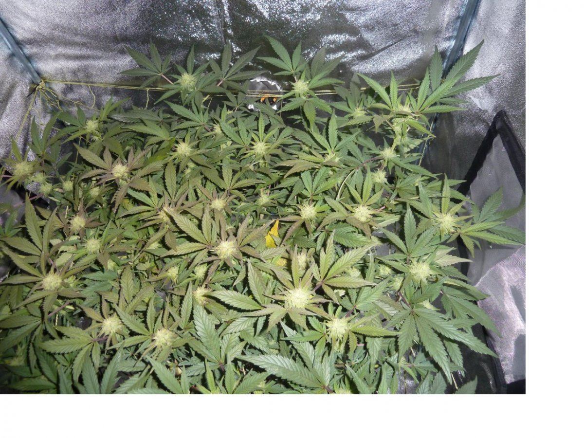Herifarm2