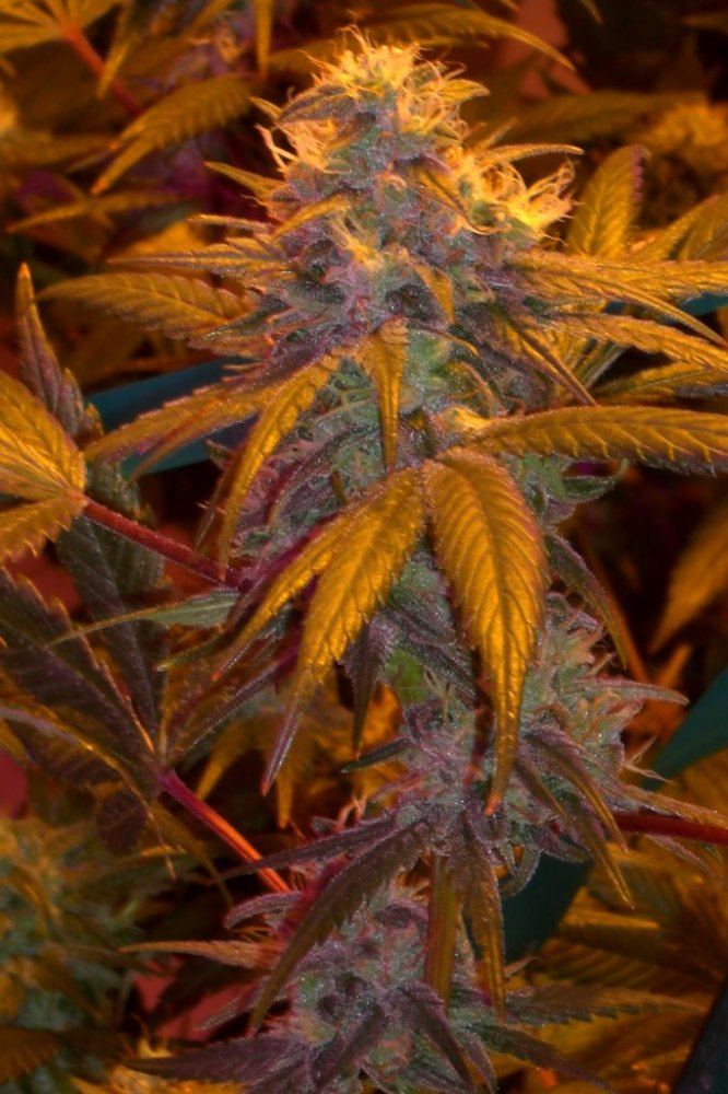 Herijuana og 3